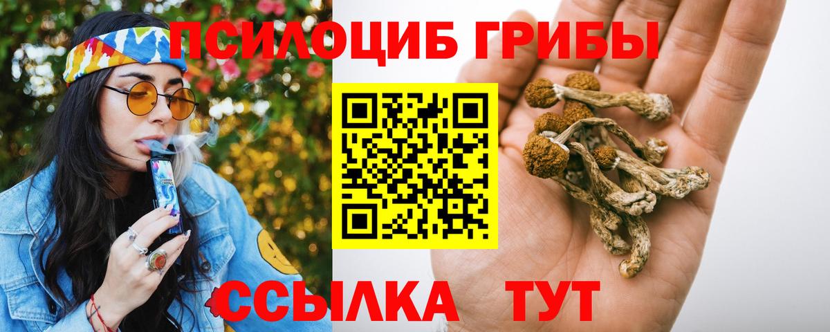 Псилоцибиновые грибы Psilocybe Рязань